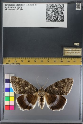 Media type: image;   Entomology 747163
